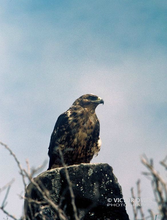 Halcón